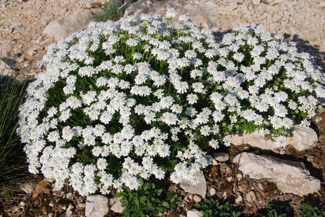 Иберис вечнозеленый (Iberis sempervirens) Иберис вечнозеленый (Iberis sempervirens)