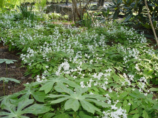 Горянка пышная «White Star» (Epimedium x youngianum) Горянка пышная «White Star» (Epimedium x youngianum)