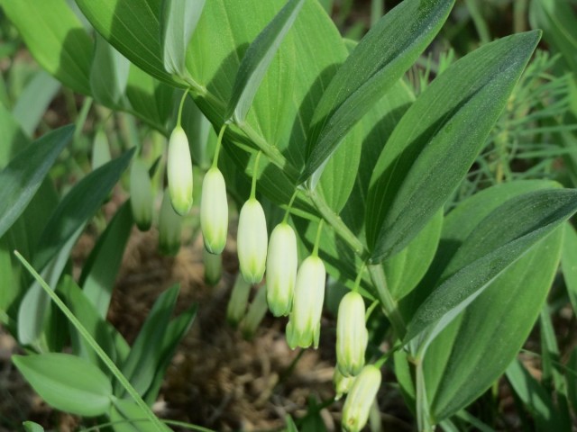 Купена душистая (Polygonatum х odoratum) Купена душистая (Polygonatum х odoratum)