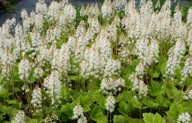 Тиарелла Верри (Tiarella wherryi) Тиарелла Верри (Tiarella wherryi)