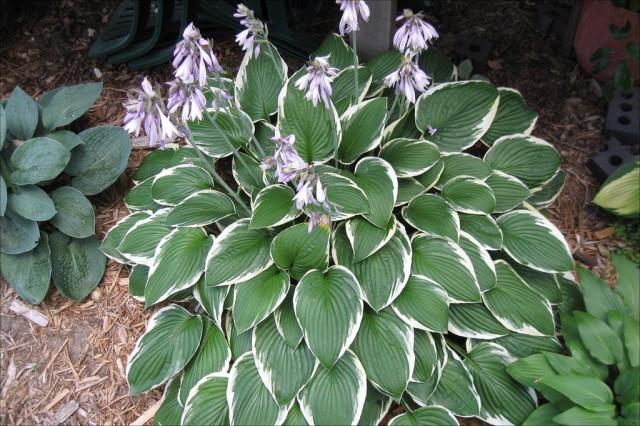 Хоста (Hosta) Хоста (Hosta)