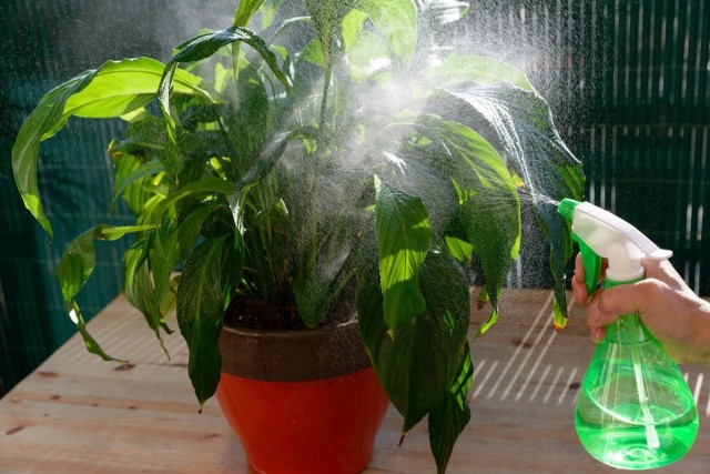 Для комнатных растений можно проводить пару обработок «Цирконом»: в период отрастания побегов и листьев и в фазу бутонизации
