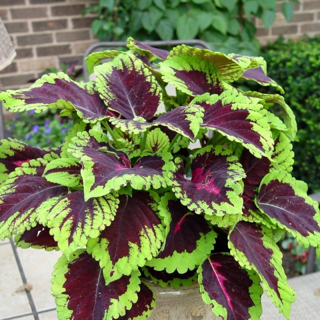 Комнатный колеус (Plectranthus scutellarioides) Комнатный колеус (Plectranthus scutellarioides)