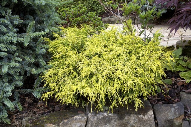 Кипарисовик горохоплодный (Chamaecyparis pisifera) в дизайне сада Кипарисовик горохоплодный (Chamaecyparis pisifera) в дизайне сада