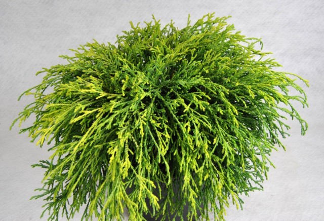 Комнатный кипарисовик горохоплодный (Chamaecyparis pisifera) Комнатный кипарисовик горохоплодный (Chamaecyparis pisifera)