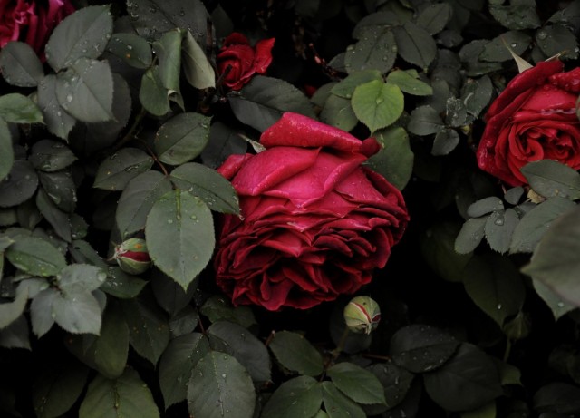 Садовая роза (Rosa) Садовая роза (Rosa)