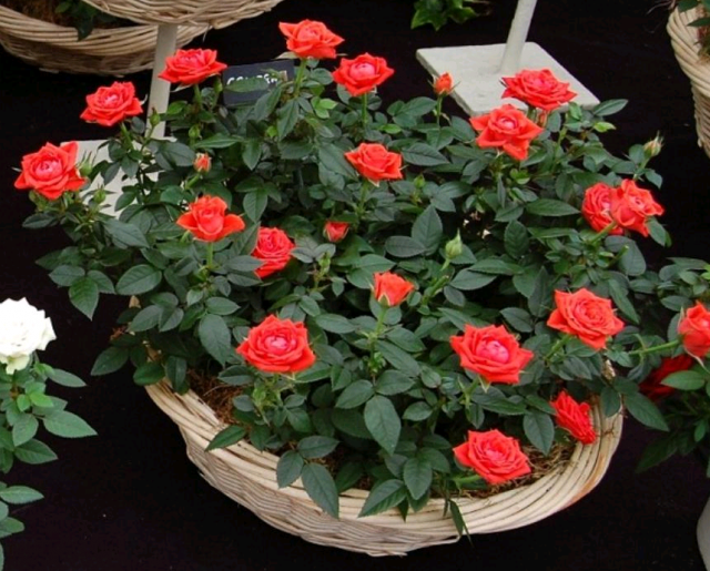 Комнатная роза (Rosa) Комнатная роза (Rosa)