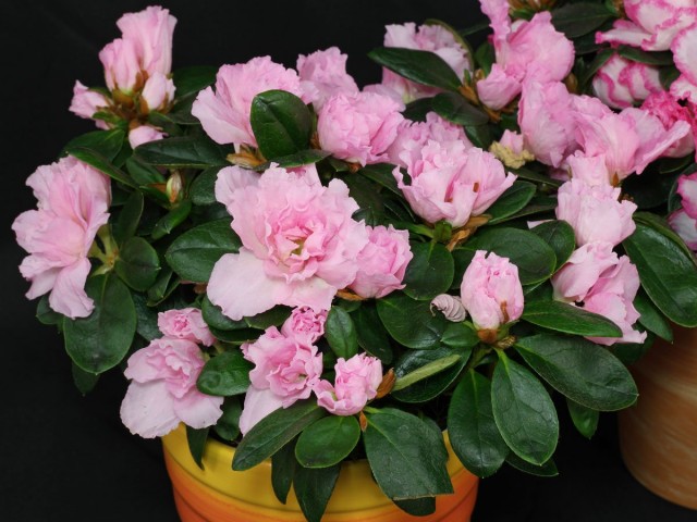 Комнатный рододендрон (Rhododendron simsii), или Азалия Комнатный рододендрон (Rhododendron simsii), или Азалия