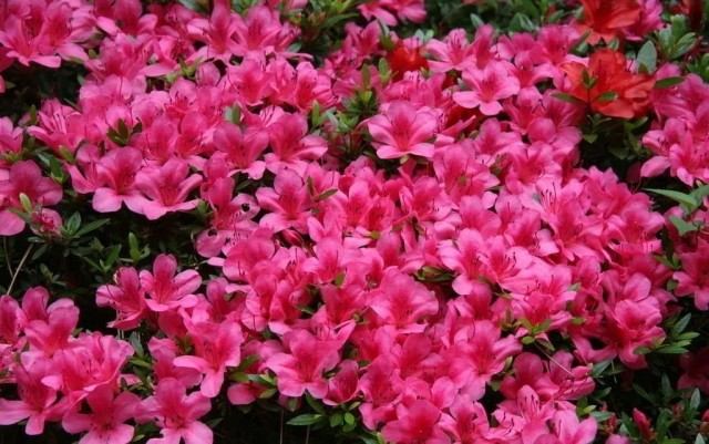 Рододендрон (Rhododendron simsii) в саду Рододендрон (Rhododendron simsii) в саду