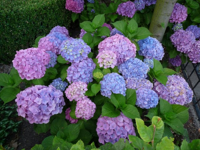 Гортензия крупнолистная (Hydrangea macrophylla) в саду Гортензия крупнолистная (Hydrangea macrophylla) в саду