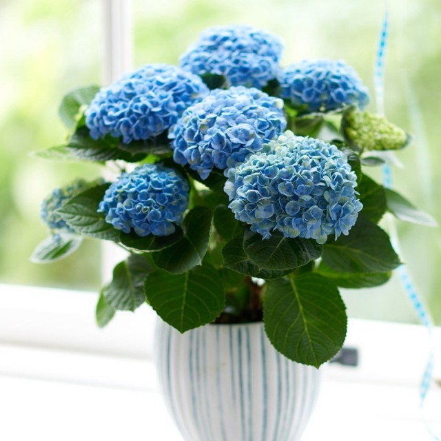 Комнатная гортензия крупнолистная (Hydrangea macrophylla) Комнатная гортензия крупнолистная (Hydrangea macrophylla)