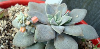 Эхеверия карниколор (Echeveria carnicolor)