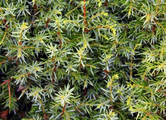 Можжеве́льник (Juníperus)