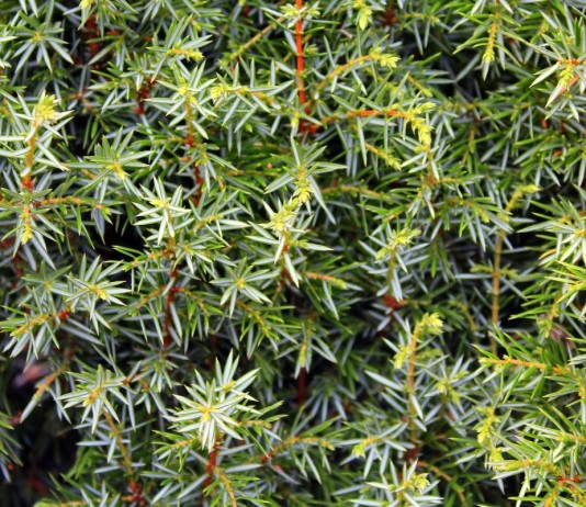 Можжевельник в саду. Секреты ухода - НПО «Сила жизни» Можжеве́льник (Juníperus)