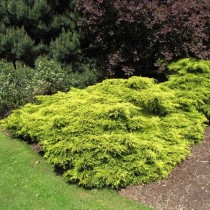 Можжевельник китайский «Голд Кост» (Juniperus chinensis 'Gold Coast')