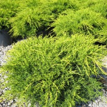 Можжевельник китайский «Олд Голд» (Juniperus chinensis 'Old Gold')