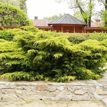 Можжевельник китайский «Пфитцериана» (Juniperus chinensis 'Pfitzeriana')