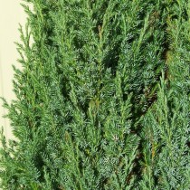 Можжевельник обыкновенный «Хиберника» (Juniperus communis 'Hibernica')