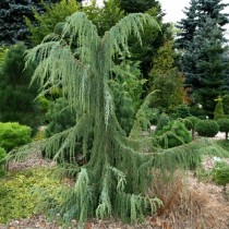 Можжевельник обыкновенный «Хорстманн» (Juniperus communis 'Horstmann')