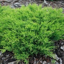 Можжевельник горизонтальный «Андорра Компакт» (Juniperus horizontalis 'Andorra Compacta')