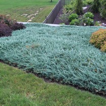 Можжевельник горизонтальный «Блю Чип» (Juniperus horizontalis 'Blue Chip')