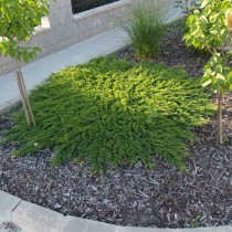 Можжевельник горизонтальный «Принц Уэльский» (Juniperus horizontalis 'Prince of Wales')
