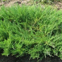 Можжевельник казацкий (Juniperus sabina)