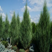 Можжевельник скальный «Скайрокет» (Juniperus scopulorum 'Skyrocket')