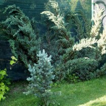 Можжевельник чешуйчатый «Мейери» (Juniperus squamata 'Meyeri')