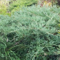 Можжевельник виргинский (Juniperus virginiana)