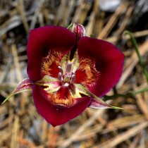 Калохортус великолепный, или прекрасный (Calochortus venustus) Калохортус великолепный, или прекрасный (Calochortus venustus)