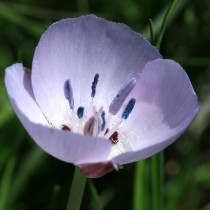 Калохортус одноцветковый (Calochortus uniflorus) Калохортус одноцветковый (Calochortus uniflorus)