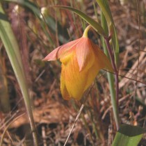Калохортус хорошенький (Calochortus pulchellus) Калохортус хорошенький (Calochortus pulchellus)
