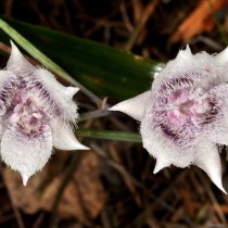 Калохортус Толми (Calochortus tolmiei) Калохортус Толми (Calochortus tolmiei)