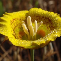 Калохортус желтый (Calochortus luteus) Калохортус желтый (Calochortus luteus)