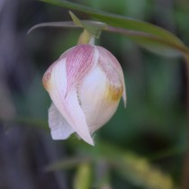 Калохортус белый (Calochortus albus) Калохортус белый (Calochortus albus)