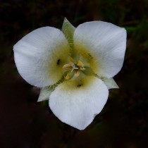 Калохортус остропылытковый (Calochortus apiculatus) Калохортус остропылытковый (Calochortus apiculatus)