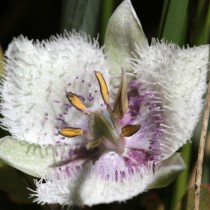 Калохортус изящный (Calochortus elegans), Cat's Ear Калохортус изящный (Calochortus elegans), Cat's Ear