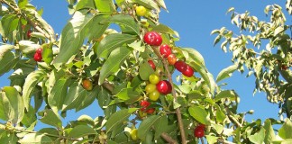 Кизил обыкновенный (Cornus mas).