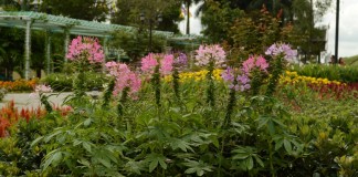 Клеома колючая (Cleome Spinosa)
