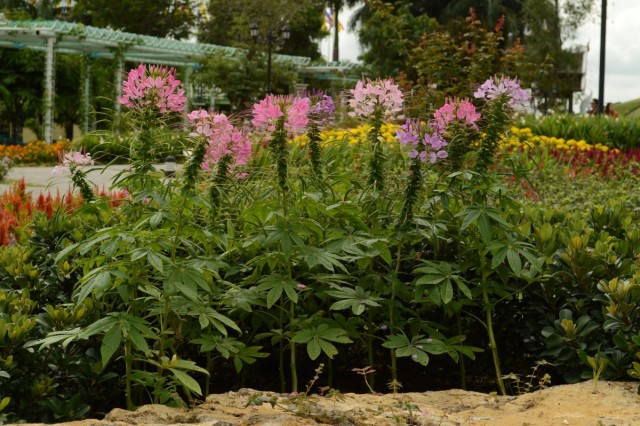 Клеома колючая (Cleome Spinosa) Клеома колючая (Cleome Spinosa)