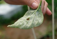 Мучнистая роса на овощах — методы профилактики и лечения Мучнистая роса на листе перца