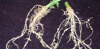 Нематода на участке — кто это и как с ней бороться? - Сад и огород Нематода на корнях огурца