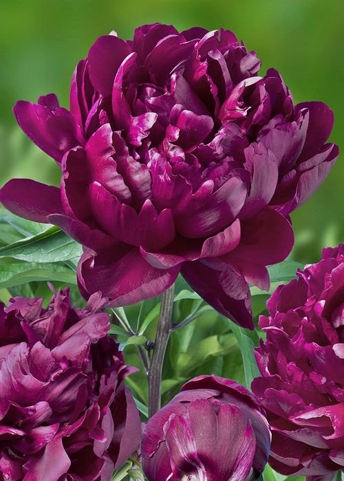paeonia-lactiflora-cherry-hill