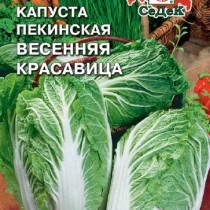 Пекинская капуста «Весенняя красавица F1» Пекинская капуста «Весенняя красавица F1»