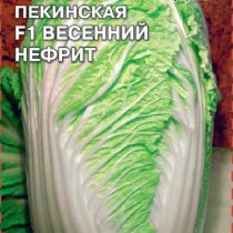 Пекинская капуста «Весенний нефрит F1» Пекинская капуста «Весенний нефрит F1»