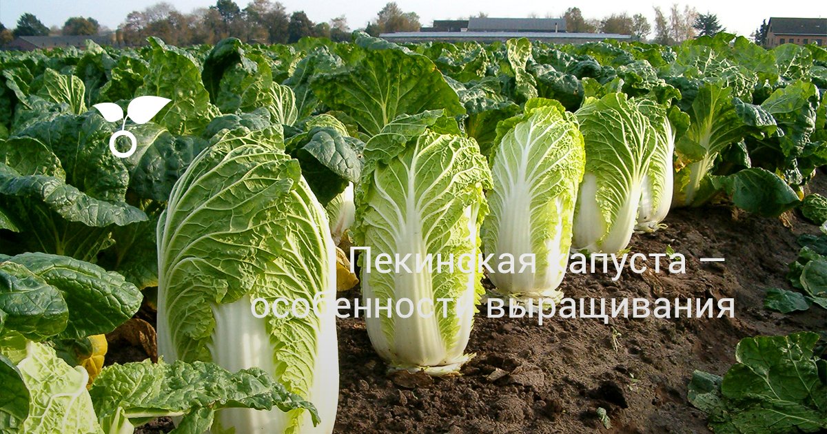 Выращивание пекинской капусты: основы и секреты урожая