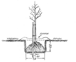 Схема высадки яблони в посадочную яму