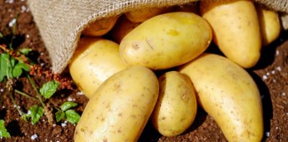 Картофель