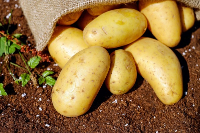 Картофель Картофель